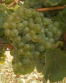 vins du sud ouest mauzac
